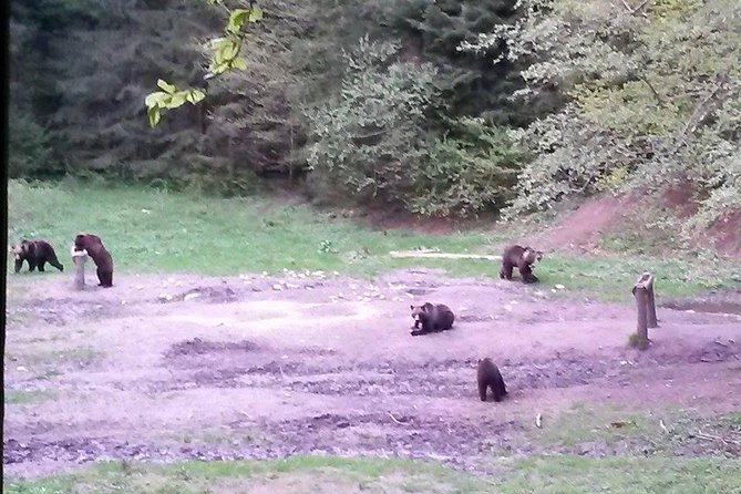 Brown Bears in the wild, no fence - Wildlife Sightings: What to Expect