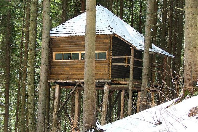 Brown Bears in the wild, no fence - Physical Requirements and Accessibility