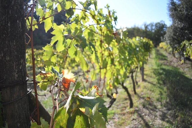 Brunello Vineyards Bus Tour - The Guides: Knowledgeable and Friendly