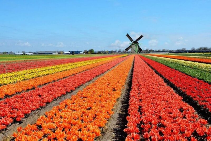 Brussels: Keukenhof, Tulips, and Delft Day Trip - The Tour Starts with Convenient Hotel Pickup in Brussels