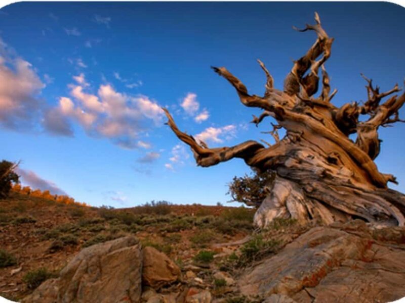 Bryce Canyon: 2-Hour, 4-Seat or 5-Seat ATV Rental - Discover Bryce Canyons Scenic Trails with an ATV Rental