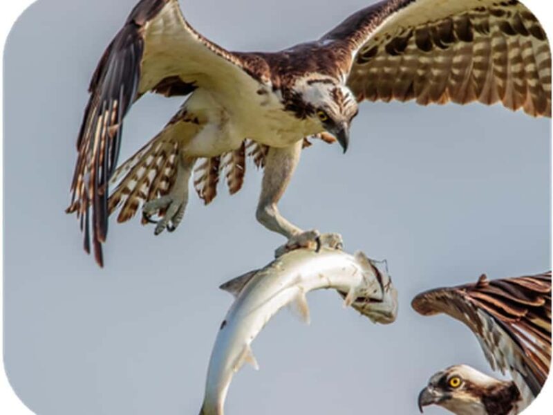 Bryce Canyon: 2-Hour, 4-Seat or 5-Seat ATV Rental - The Experience Through Scenic Forests and Old Trees