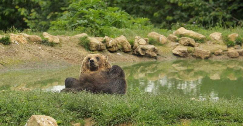 Bucharest: Day Trip to Bear Sanctuary, Bran Castle & Brasov - The Journey Back to Bucharest