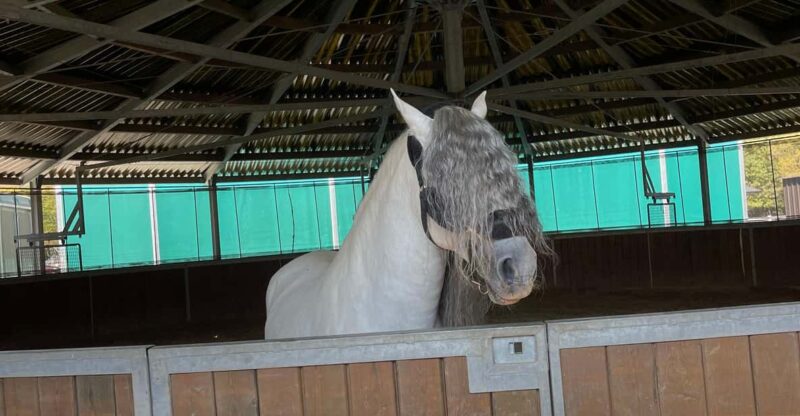 Bucharest: Discover Prejmer Fortified Church and Brasov - Strolling Through Brasov’s Historic Center