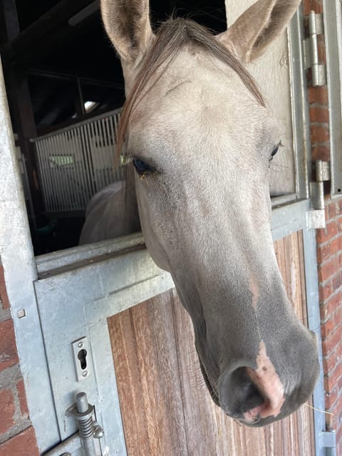 Bucharest: Discover Prejmer Fortified Church and Brasov - Scenic Drive and Picturesque Landscapes on the Way