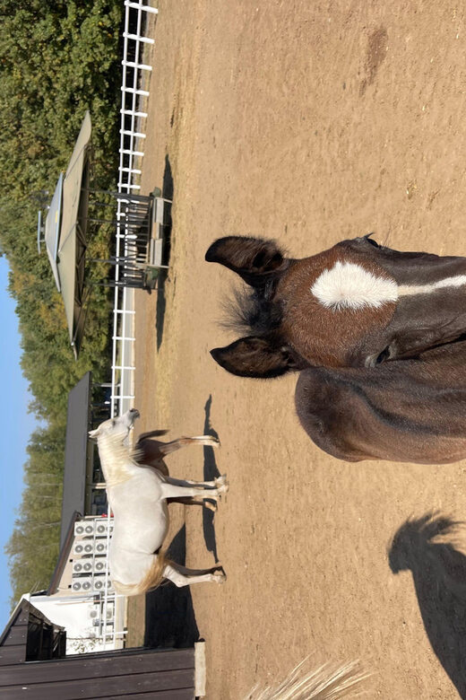 Bucharest: Discover Prejmer Fortified Church and Brasov - Exploring Brasov’s Top Sights: Black Church and Rope Street