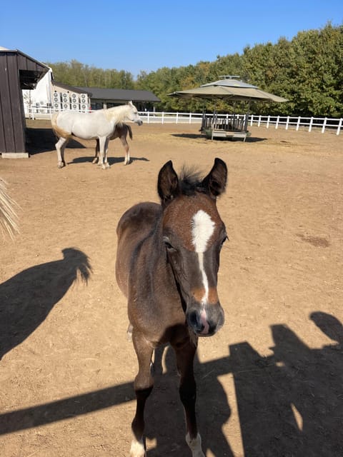 Bucharest: Discover Prejmer Fortified Church and Brasov - Final Thoughts: A Well-Structured Day in Transylvania