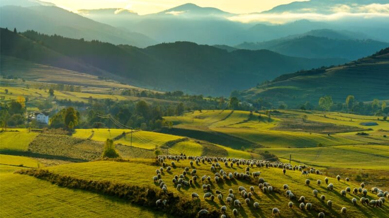 Bucharest: Dracula's Castle, Pele Castle & Braov Day Trip - Exploring Bran Castle: The Legend of Count Dracula