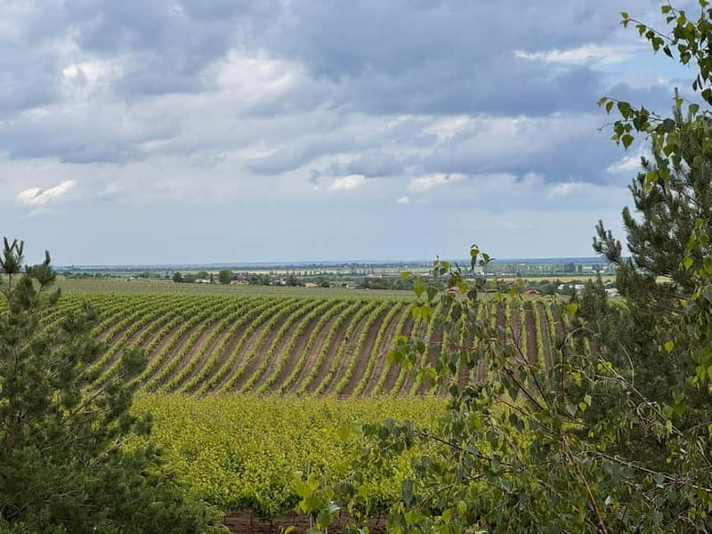 Bucharest: Half-Day Tour of Dealu Mare Wineries - Dealu Mare: Romania’s "Tuscany" for Sun-Drenched Vineyards