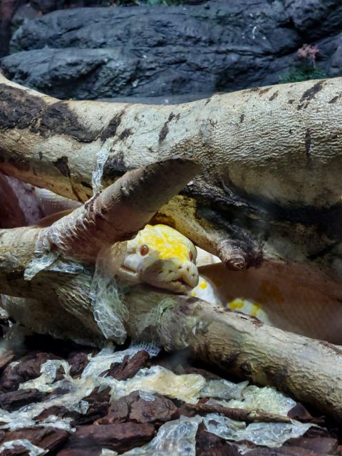 Bucharest: Reptiland Bucharest Entry Ticket - Visiting Hours and Timing Flexibility