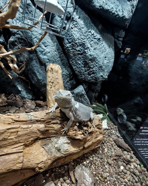 Bucharest: Reptiland Bucharest Entry Ticket - The Reptile and Amphibian Collection