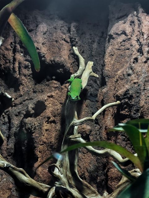 Bucharest: Reptiland Bucharest Entry Ticket - What Sets Reptiland Apart from Other Attractions