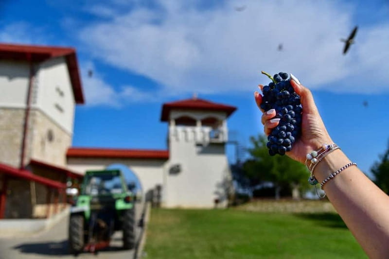 Bucharest: Tour The Wine Road, 2 Boutique Wineries in 1 Day - Visiting the First Boutique Winery and Vineyard