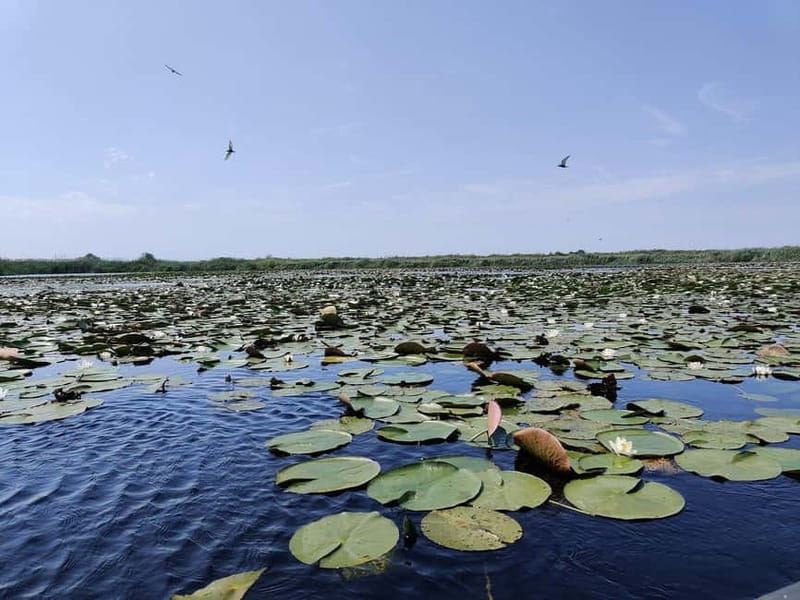 Bucharest: Tour to Danube Delta 2-Days With Boat Tour - Navigating the Logistics: Departure and Timing