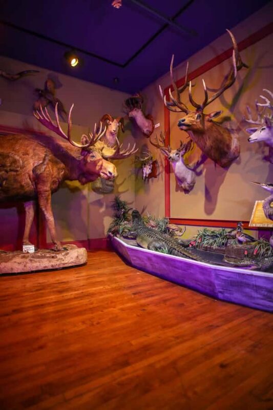 Buckhorn Saloon & Museum / Texas Ranger Museum Entry Ticket - What Sets This Tour Apart from Others in San Antonio