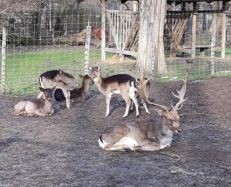 Budapest: Best Gardens Walking Tour & Folk Music Performance - The Final Stop and a Unique Folk Music Performance