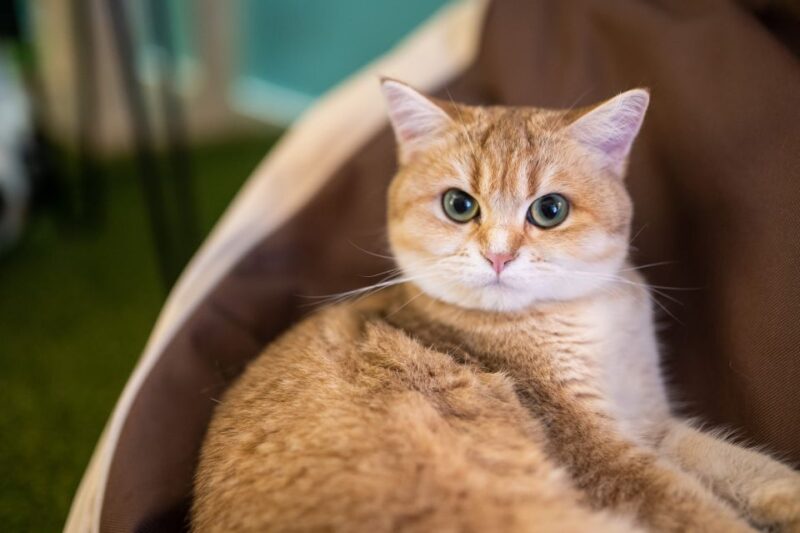 Budapest: Cat Museum Budapest Entry Ticket - Why the Cat Museum Budapest Excels