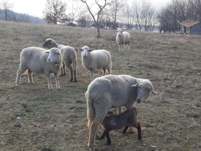 Budapest Hike to Visegrád Castle w or wo Sauna/Danube beach - Traditional Hungarian Lunch at a Local Restaurant