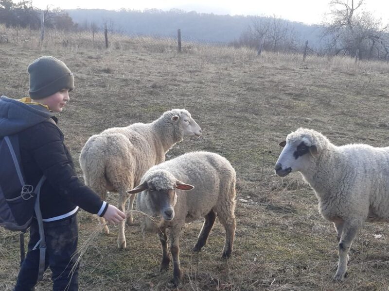 Budapest Hike to Visegrád Castle w or wo Sauna/Danube beach - Wellness and Relaxation at the SaunaHouse