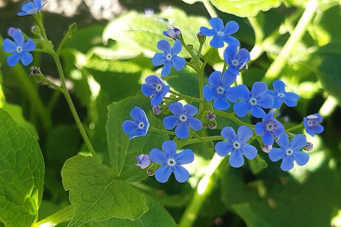 Budapest Hike to Visegrád Castle w or wo Sauna/Danube beach - Guide Expertise and Guest Experience