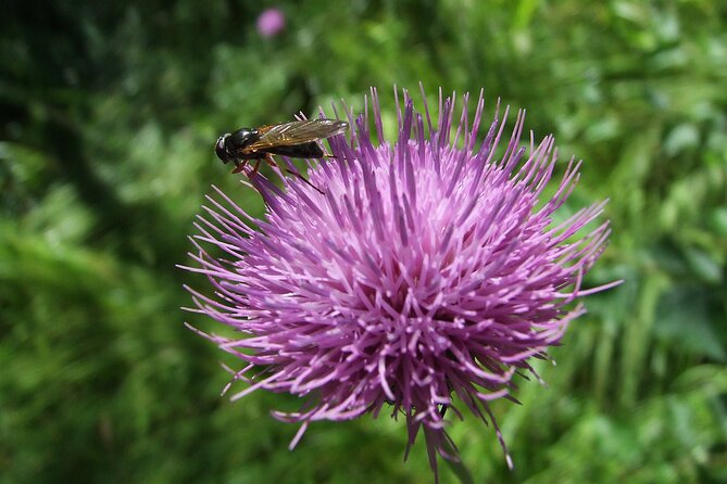 Budapest Hike to Visegrád Castle w or wo Sauna/Danube beach - The Sum Up: A Well-Rounded Day Out with Stunning Views and Relaxation