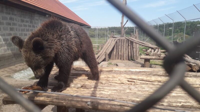 Budapest: Transport & Guided Tour of Bear and Wolf Sanctuary - Feeding Bears and Observing Wolves