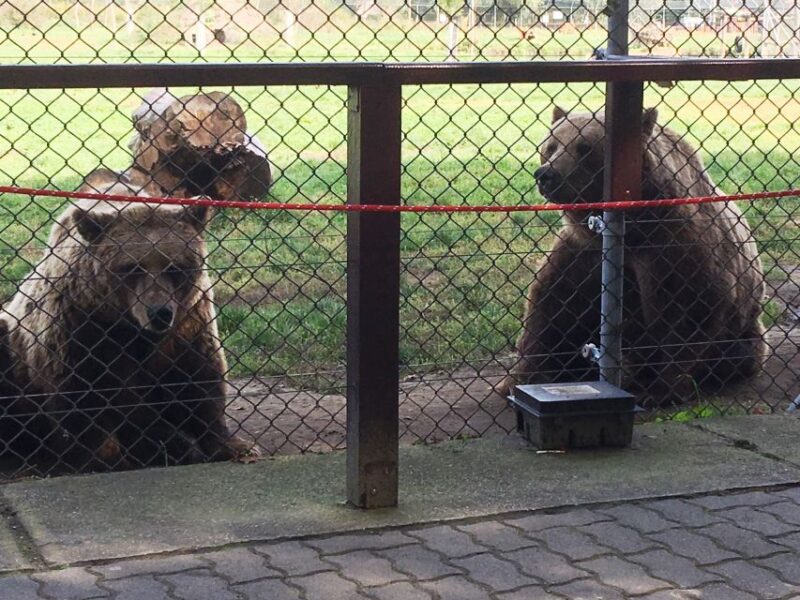 Budapest: Transport & Guided Tour of Bear and Wolf Sanctuary - Returning to Budapest with Scenic Views