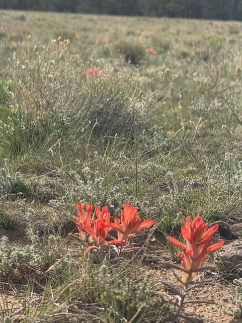 Buena Vista: 3 Hour E-Bike Tour to St. Elmo Ghost Town - Logistics: Meeting Point and Group Size