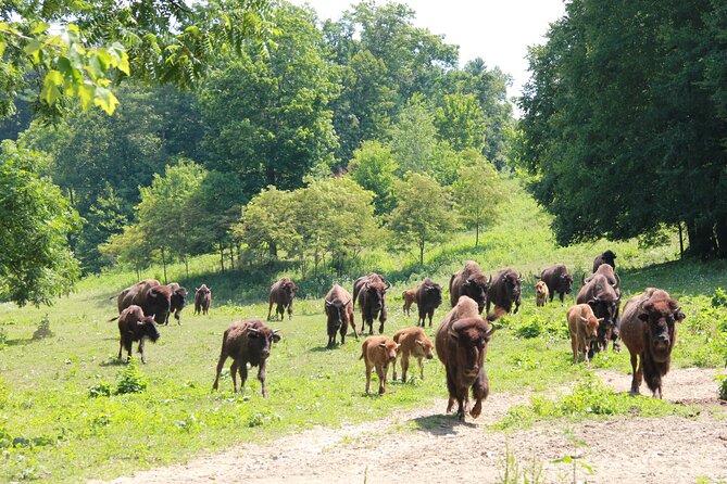 Buffalo Creek Ranch Tour Experience - The Starting Point and Tour Schedule