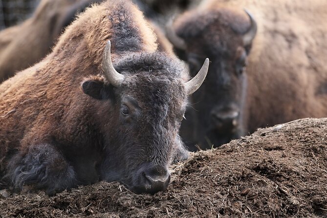 Buffalo Loop 1-Hour Horseback Trail Ride in Kananaskis - Additional Inclusions and Extras