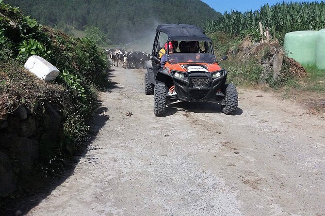 Buggy  Off-road Excursion w/ lunch  Coast to Coast (Shared) - Scenic Drives and Stops at Miradouro dos Aflitos and Batalha Golf Course