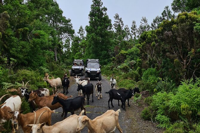 BUGGY TOUR - West / Center of the island (off-road) - The Vehicle and Driving Experience