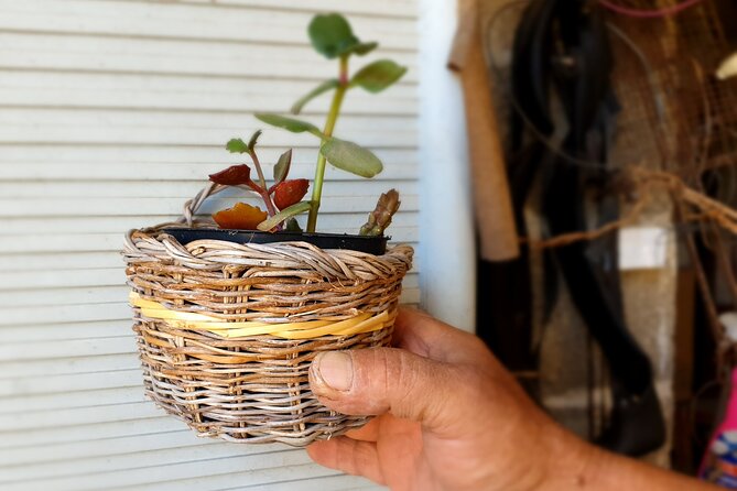 Build a typical Sardinian basket with your hands - Collecting Natural Materials from the Sardinian Countryside