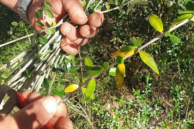 Build a typical Sardinian basket with your hands - Preparing Materials for Weaving