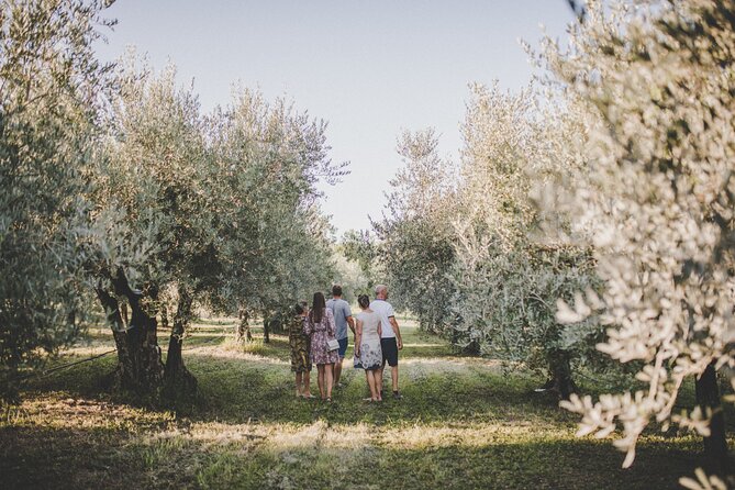 Buje: Authentic Istrian family farm, guided walk, foods & wine - Exploring the Scenic Istrian Landscape from the Olive Farm