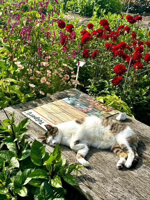 Bulb region: Dahlias Bicycle Tour - Discover the Stunning Dahlia Gardens and Keukenhof Castle