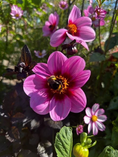 Bulb region: Dahlias Bicycle Tour - Visiting the Agatha Church: The Cathedral of the Bulb Region