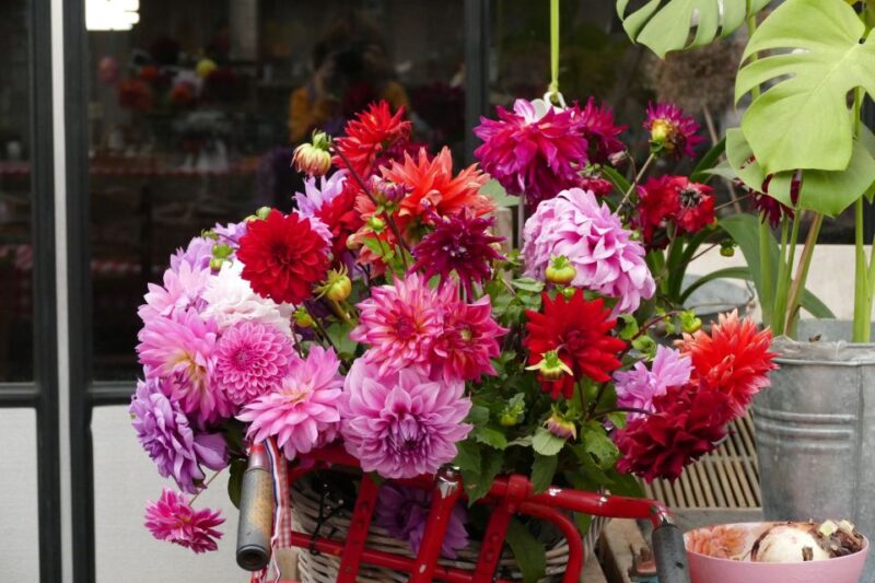Bulb region: Dahlias Bicycle Tour - Why Choose the Dahlias Bicycle Tour?