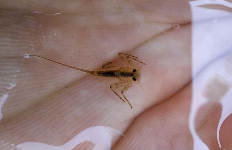 Bulgaria: Guided Fly Fishing Day Trip - The Guide’s Approach and Support During the Trip