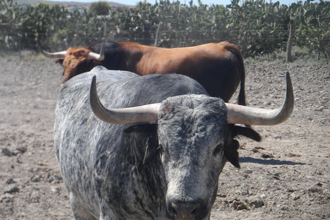 Bull Breeding Farm: Guided Half-Day Tour from Seville - Key Points