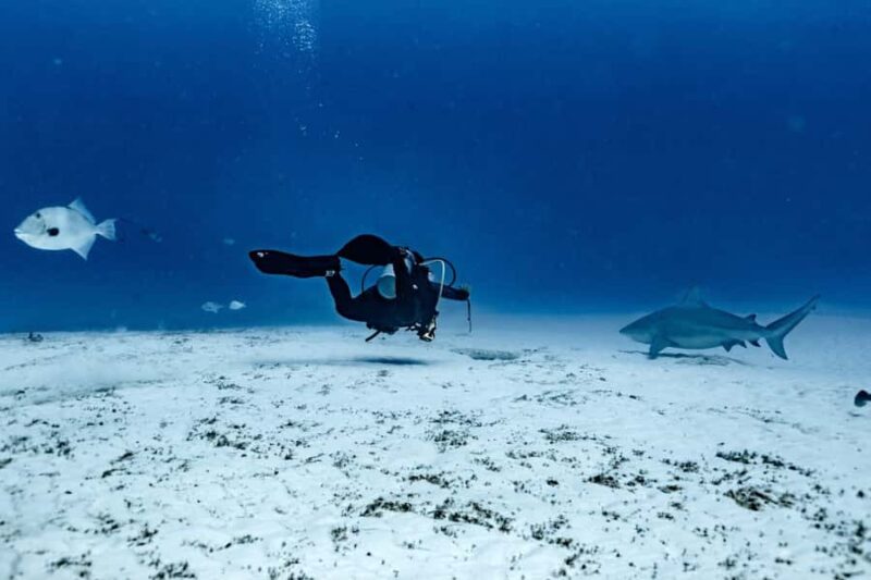 Bull Shark Dive in Playa del CarmenDive Machine Experience - Uncover the Thrill of the Bull Shark Dive in Playa del Carmen