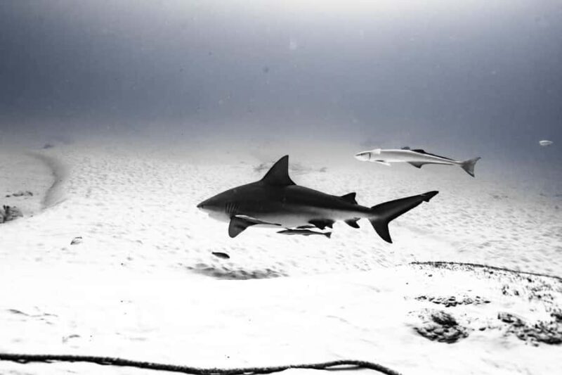Bull Shark Dive in Playa del CarmenDive Machine Experience - Key Points