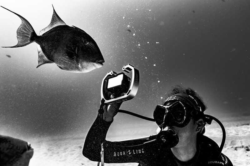 Bull Shark Dive in Playa del CarmenDive Machine Experience - Safety and Inclusivity in the Dive Experience