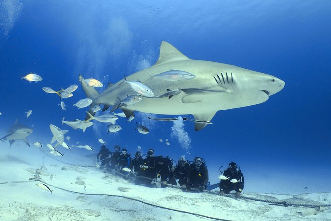 Bull Shark Extreme - 1tank /Only for Certified Divers - Bull Shark Extreme - 1 tank / Only for Certified Divers: A Close-Up with Sharks in Playa del Carmen