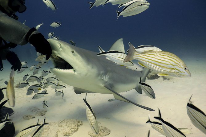 Bull Shark Extreme - 1tank /Only for Certified Divers - Key Points