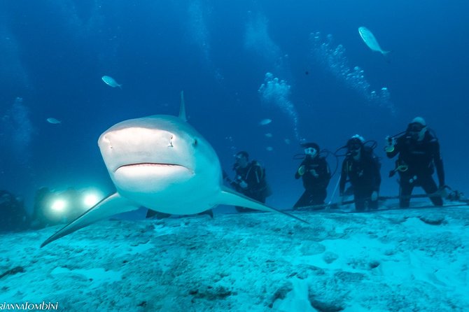 Bull Shark Extreme - 1tank /Only for Certified Divers - The Role of Guides and Staff in Ensuring a Safe and Respectful Encounter