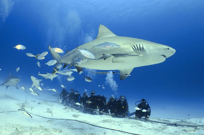 Bull Shark Extreme - 1tank /Only for Certified Divers - The Dive Site and the Descent Procedure off Playa del Carmen