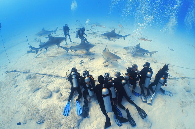 Bull Shark Extreme - 1tank /Only for Certified Divers - The Behavior and Appearance of Bull Sharks in Playa del Carmen