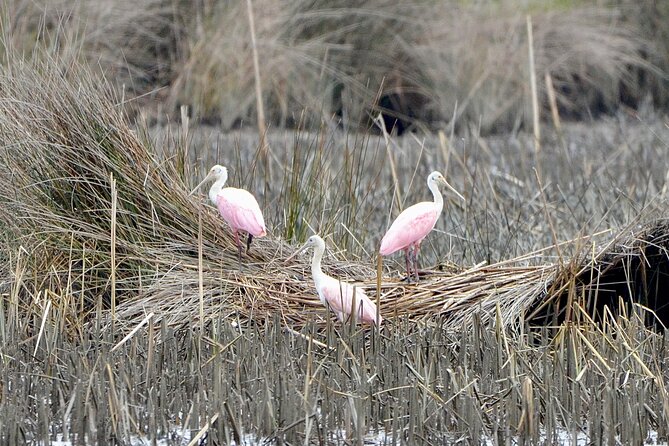 Bulls Island Ferry Adventure - Explore South Carolina’s Wildlife and Beaches on the Bulls Island Ferry Adventure