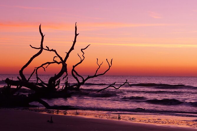 Bulls Island Ferry Adventure - Wildlife Encounters and Birdwatching Opportunities